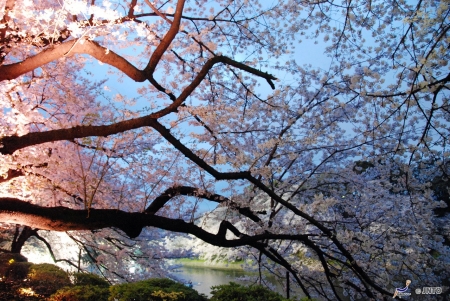 Chidorigafuchi Park - park, japanese, nature, japan, sakura, pink, scenery, flowers, cherry blossoms