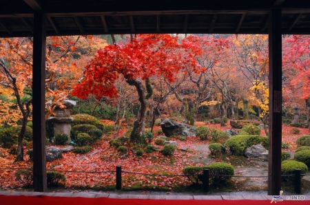 Enko-ji Temple - autumn, japanese, nature, japan, red, shrine, scenery, tree, temple