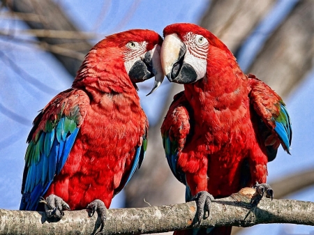 Parrots - love, fauna, partners, animals, parrots