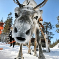 Reindeer