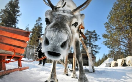 Reindeer - funny, winter, sleigh, trees, looking, snow