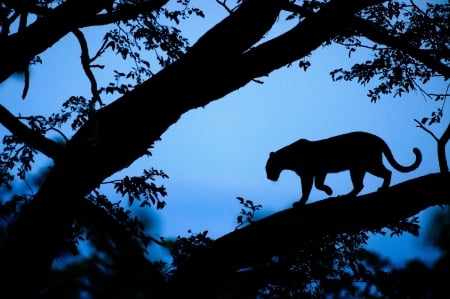 Panther - silhouette, branch, blue, animal, tree, black, panther