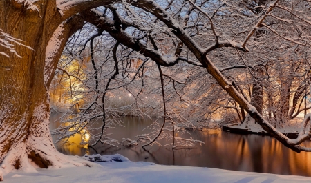 Snowy night - trees, refelction, quiet, reflection, cold, dusk, pond, branches, ice, lake, winter, night, park, forest, snow, moment, beautiful, frost, lights