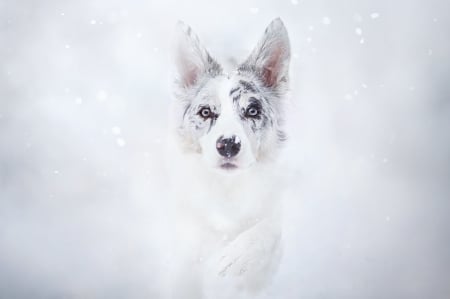 Puppy - winter, snow, dog, beauty, ciri, white, animal, australian shepherd, cute, caine, puppy