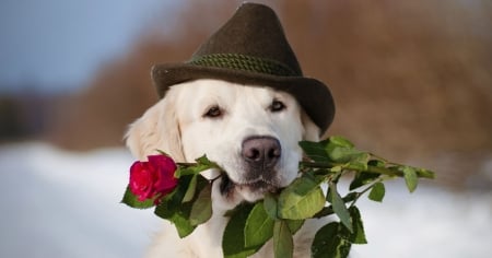 For you! - hat, winter, valentine, funny, rose, caine, dog, red, animal, cute, flower