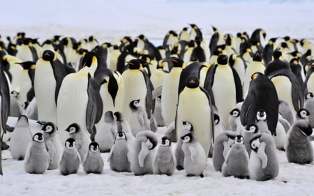 Emperor penguins - family, bird, royal penguins, winter, cute, baby