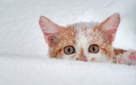 It's so cold! - winter, snow, eyes, pink, cat, pisica, white, animal, kitten, cute