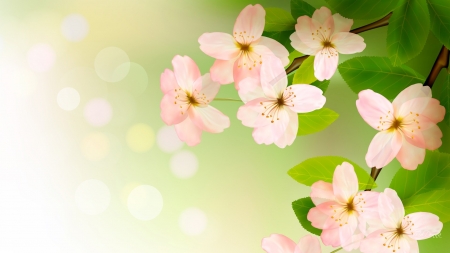 Cherry Blossom So Soft - flowers, Firefox Persona theme, sakura, cherry blossoms, soft, spring, floral