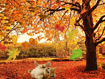 Cat Lying under Autumn Trees - animal, cat, trees, lying, season, autumn