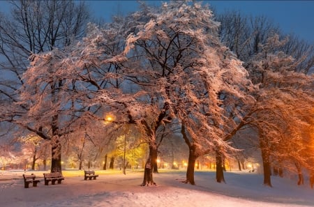 Blossom - trees, branches, winter, blossom, beautiful, snow, light, walk, rest, ice, twilight, cold, frost, bench, dusk, park