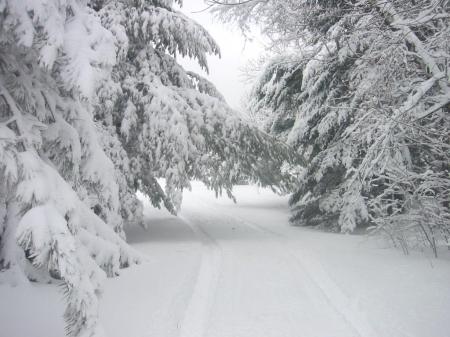 Beautiful cold winter scene in forest - Winter, Scene, Heaven, Paradise