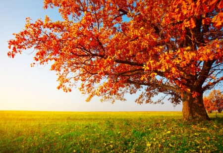 ♥ - nature, tree, leaves, autumn