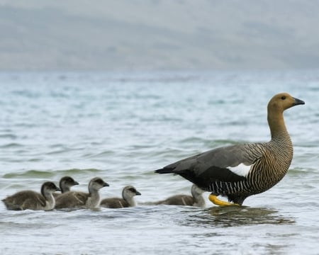 Duck Family - duck, animal, family, sea, birds