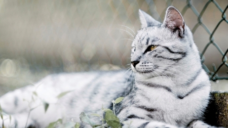 White Lynx - animal, white, cat, lynx