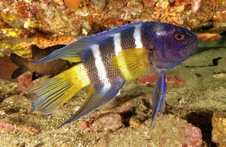 Eastern Blue Devil Fish - water, fish, blue, animals