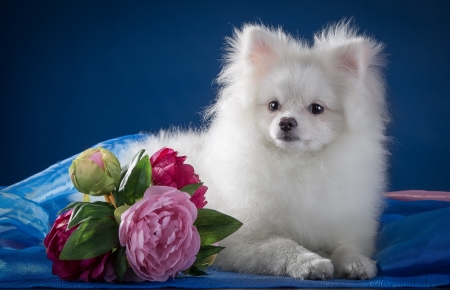 Puppy - puppy, rose, white, caine, spitz, pink, dog, blue, cute, flower