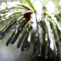 Frost Melt on Pine