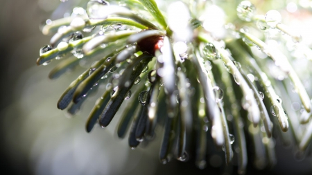 Frost Melt on Pine - ice, dew drops, evergreen, frost, pine, winter, tree, firefox persona theme