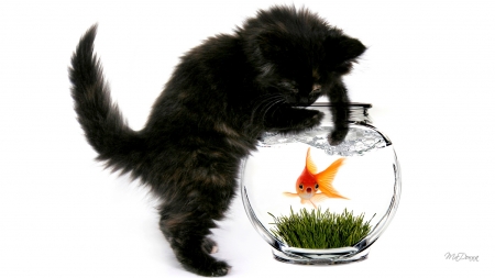 Fishing Cat - fish bowl, black cat, kitten, pet, fishing, cat, fish, firefox persona theme