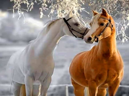 The pair - white, pair, horse, brown