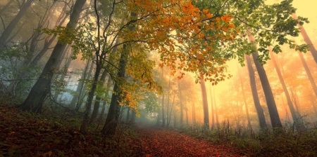 Autumn Forest - Forest, jungle, Autumn, nature