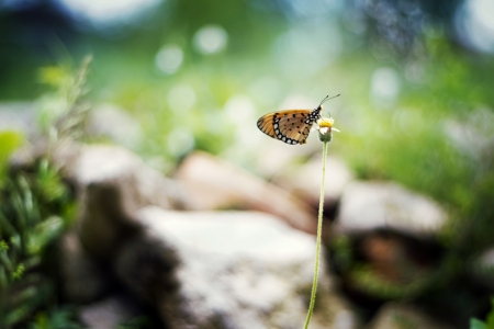 Butterfly - animal, butterfly, nature, insect