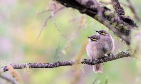 Bird - fly, animal, nature, bird