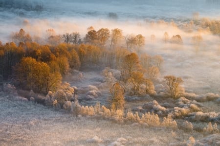 Fog - sunrise, nature, Fog, tree