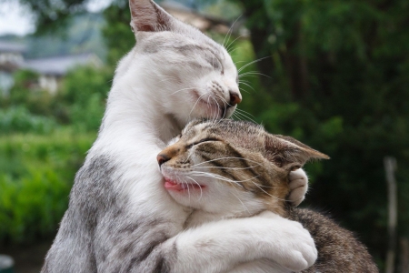 Cat Hug