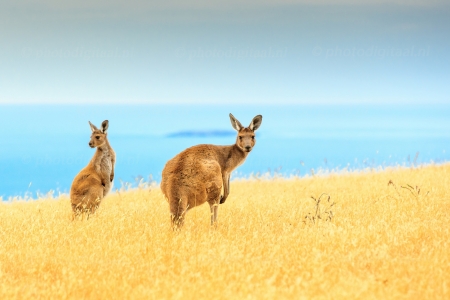 Kangaroo - Kangaroo, jump, animal, aussie