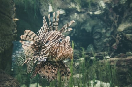 LionFish - Lion, animal, fish, swim