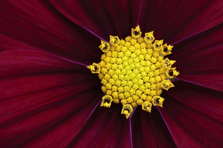 Flower - bud, macro, Flower, nature