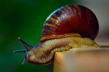 Snail - animal, shell, slug, snail