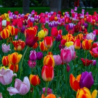 Tulips