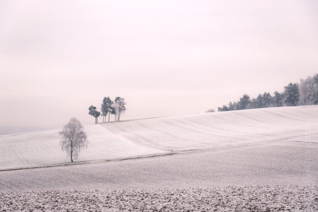 Field - Field, morning, nature, fog