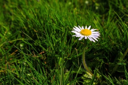 Flower - grass, Flower, nature, tree