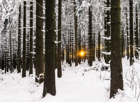 Winter Forest - snow, Forest, Winter, nature