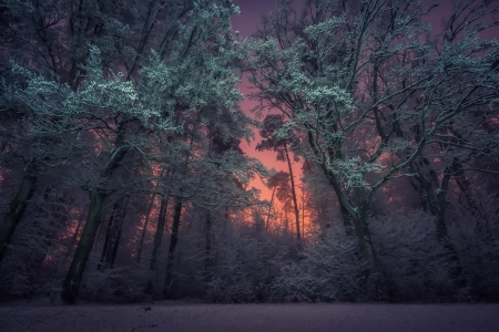 Winter - nature, sky, snow, winter, tree