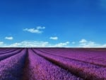 Lavender Fields