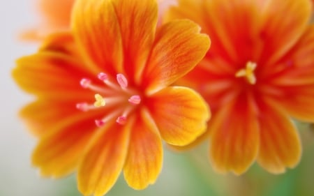 Lewisia Flower - nature, 2017, lewisia, flower