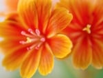 Lewisia Flower