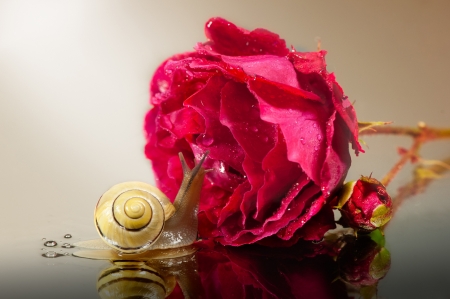 Snail and rose