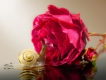 Snail and rose