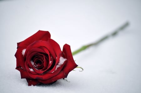 Rose - winter, red, valentine, trandafir, snow, rose, spring, flower