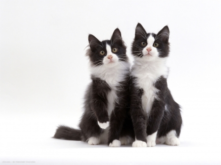 Kittens - white, couple, cat, animal, cute, pisica, black