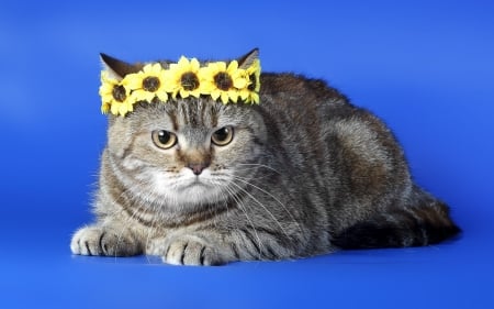 Cat with floral crown - crown, animal, kitten, cat