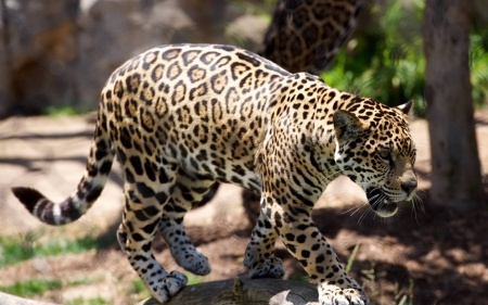 Jaguar - cheetah, cats, animals, cool, jaguar, fun