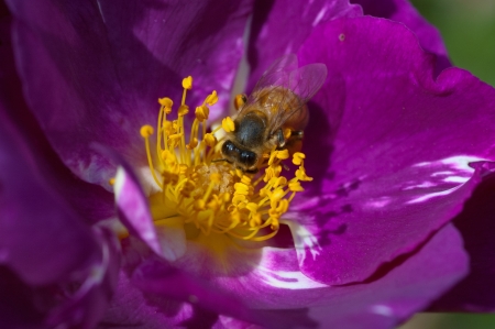 Bee - Bee, animal, flower, nature