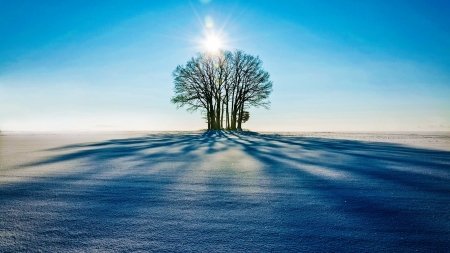 Winter - winter, nature, tree, snow