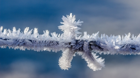 Frost - winter, nature, ice, frost